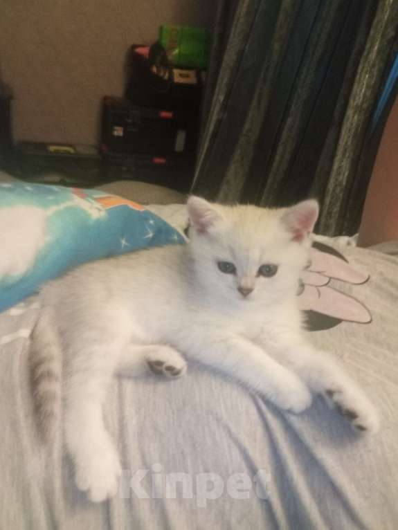 Кошки в Москве: Прямоухий мальчишка  Мальчик, 25 000 руб. - фото 5