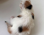 Кошки в Новосибирске: Котенок Девочка, Бесплатно - фото 3