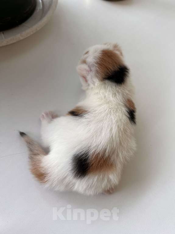 Кошки в Новосибирске: Котенок Девочка, Бесплатно - фото 3