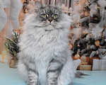 Кошки в Москве: Сибирская серебристая кошечка Девочка, Бесплатно - фото 9