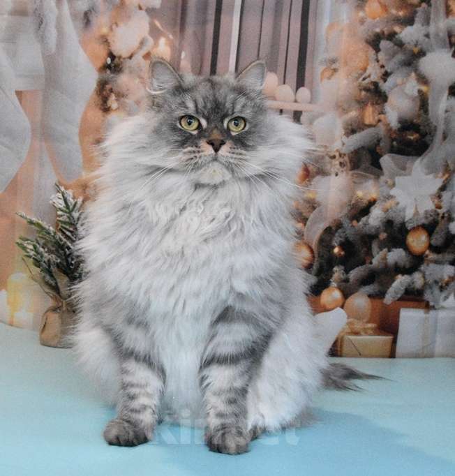 Кошки в Москве: Сибирская серебристая кошечка Девочка, Бесплатно - фото 9
