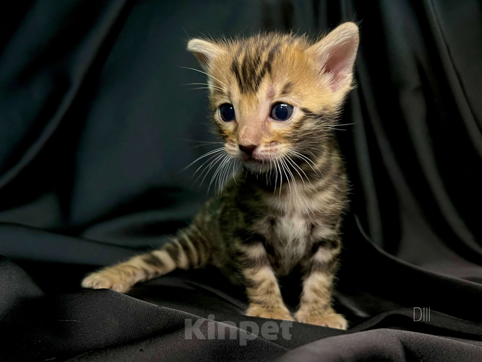 Кошки в Люберцах: Бенгальский котенок с документами из питомника (Девочка 3) Девочка, 50 000 руб. - фото 1