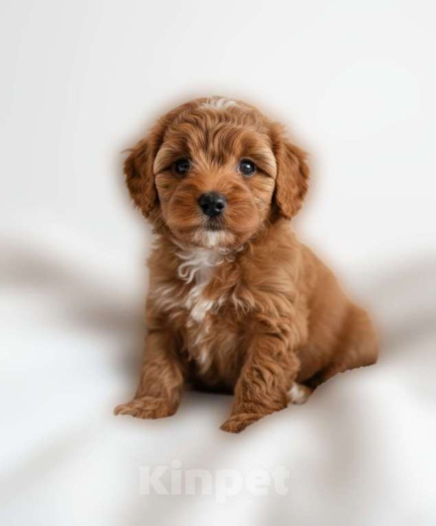 Собаки в Москве: Мальтипу F1 премиум мини Девочка, 100 000 руб. - фото 2