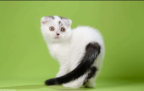 Шотландский непоседа