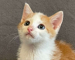 Кошки в Санкт-Петербурге: Солнечный малыш ищет дом Мальчик, Бесплатно - фото 2