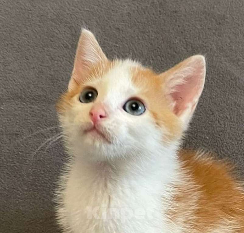 Кошки в Санкт-Петербурге: Солнечный малыш ищет дом Мальчик, Бесплатно - фото 2