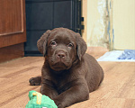 Собаки в Санкт-Петербурге: Шоколадные щенки лабрадора из питомника РКФ Мальчик, 100 000 руб. - фото 1