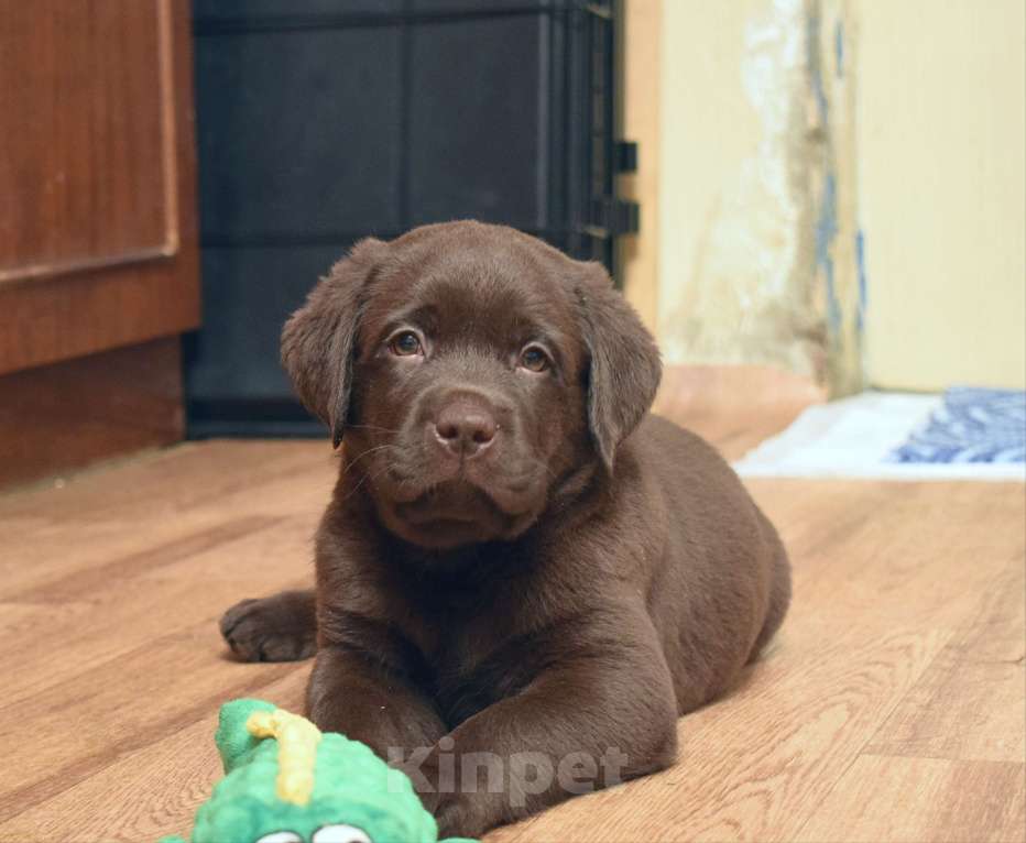 Собаки в Санкт-Петербурге: Шоколадные щенки лабрадора из питомника РКФ Мальчик, 100 000 руб. - фото 1