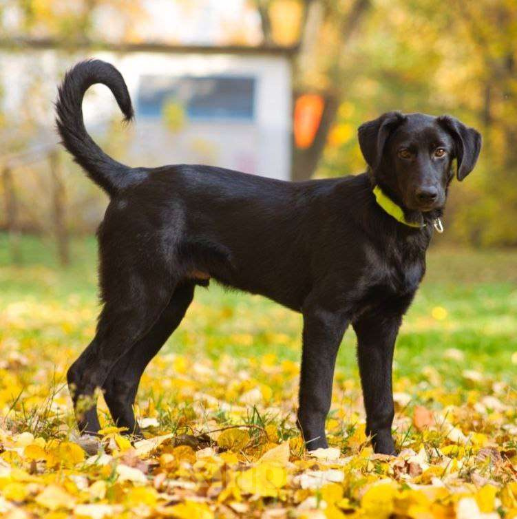 Собаки в Москве: СПАЙК - верный компаньон и заводила Мальчик, Бесплатно - фото 4