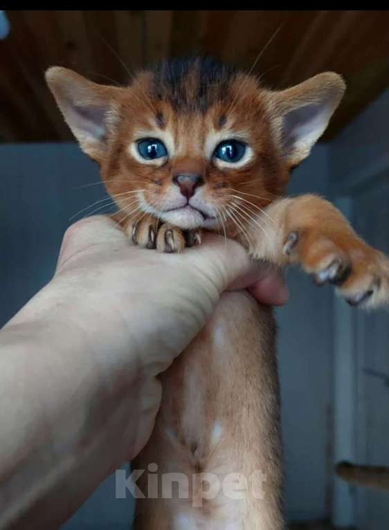Кошки в Москве: Абиссинские котята  Мальчик, 70 000 руб. - фото 3