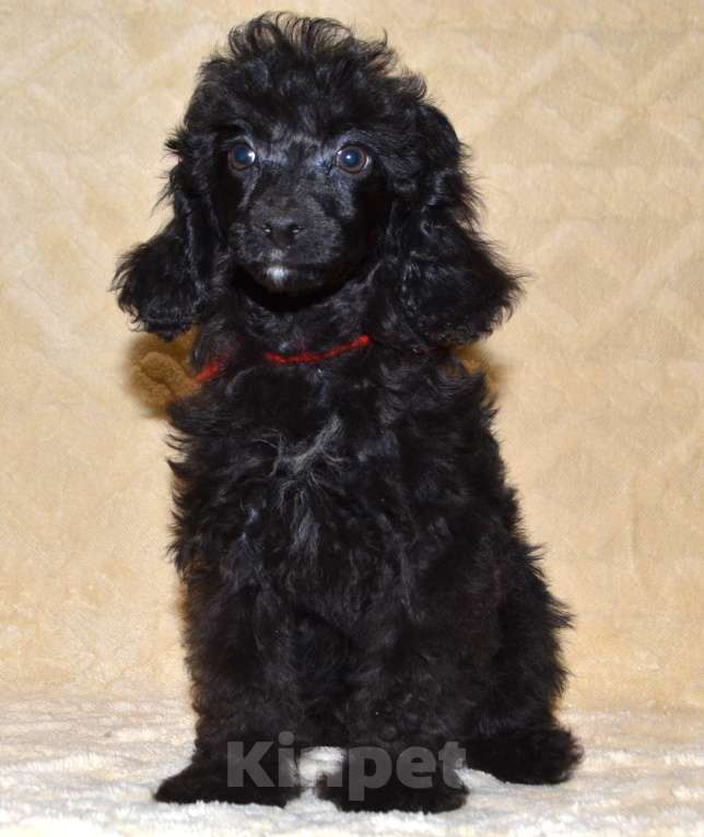 Собаки в Глазове: Оливушка Девочка, 50 000 руб. - фото 5