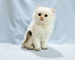 Кошки в Сарове: Продается котенок Мальчик, Бесплатно - фото 1