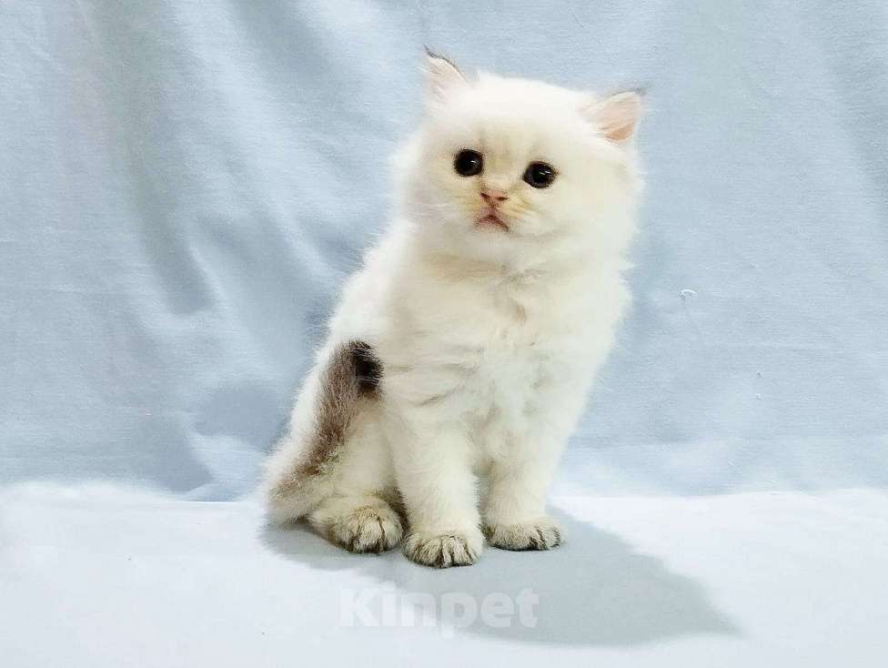 Кошки в Сарове: Продается котенок Мальчик, Бесплатно - фото 1