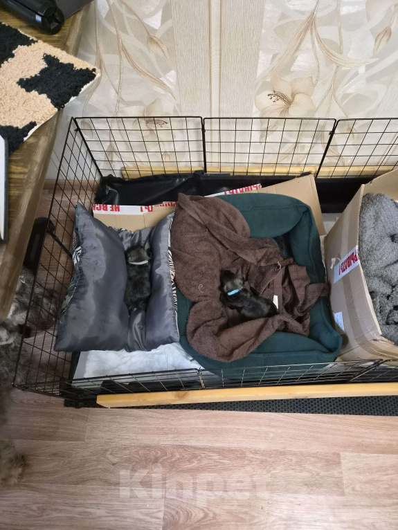 Собаки в Воронеже: Щенки цвергшнауцера перец с солью Разнополые, 70 000 руб. - фото 7