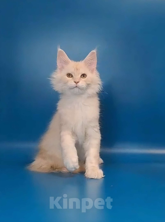 Кошки в Уфе: Котёнок Мейн-кун  Мальчик, 50 000 руб. - фото 3