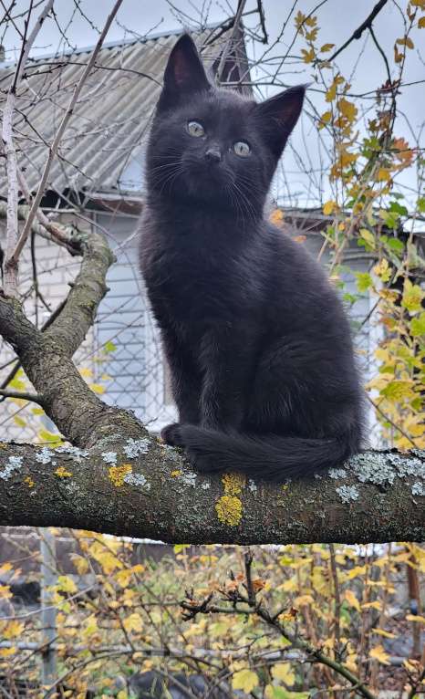 Кошки в Воронеже: Котёнок Кузя в добрые руки Мальчик, Бесплатно - фото 3