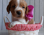 Собаки в Амурске: Продам щенков бретонского эпаньоля, 40 000 руб. - фото 3