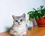 Кошки в Малоархангельске: Голубое золото, 30 руб. - фото 3