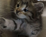 Кошки в Солнечногорске: Отдам котёнка в добрые руки  Девочка, Бесплатно - фото 1