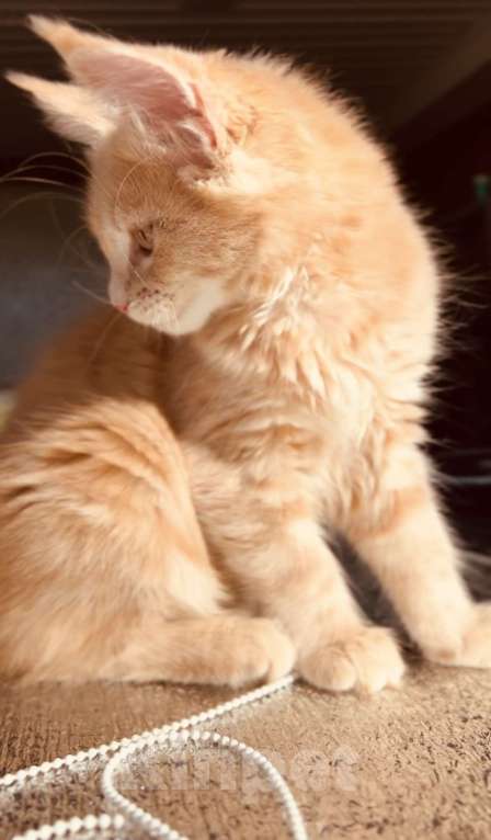 Кошки в Москве: Котята Мейн-кун Девочка, 28 000 руб. - фото 5