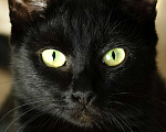 Кошки в Троицке: Супер ласковая, ручная кошка в дар Девочка, Бесплатно - фото 3