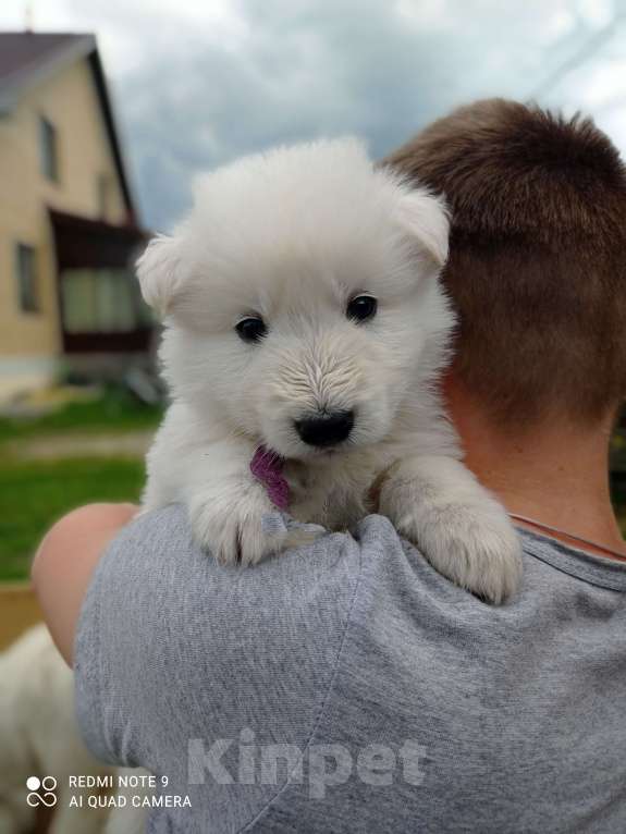 Собаки в Ярославле: Щенки. Белой Швейцарской овчарки.  Мальчик, 40 000 руб. - фото 1