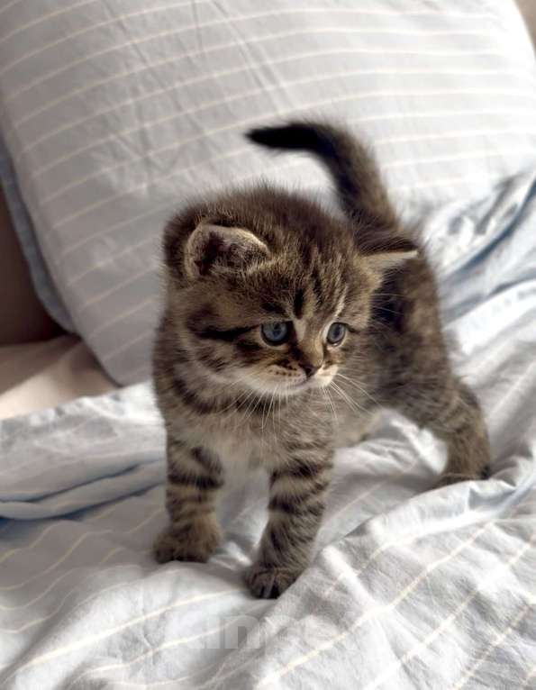 Кошки в Москве: Моника Девочка, 15 000 руб. - фото 1