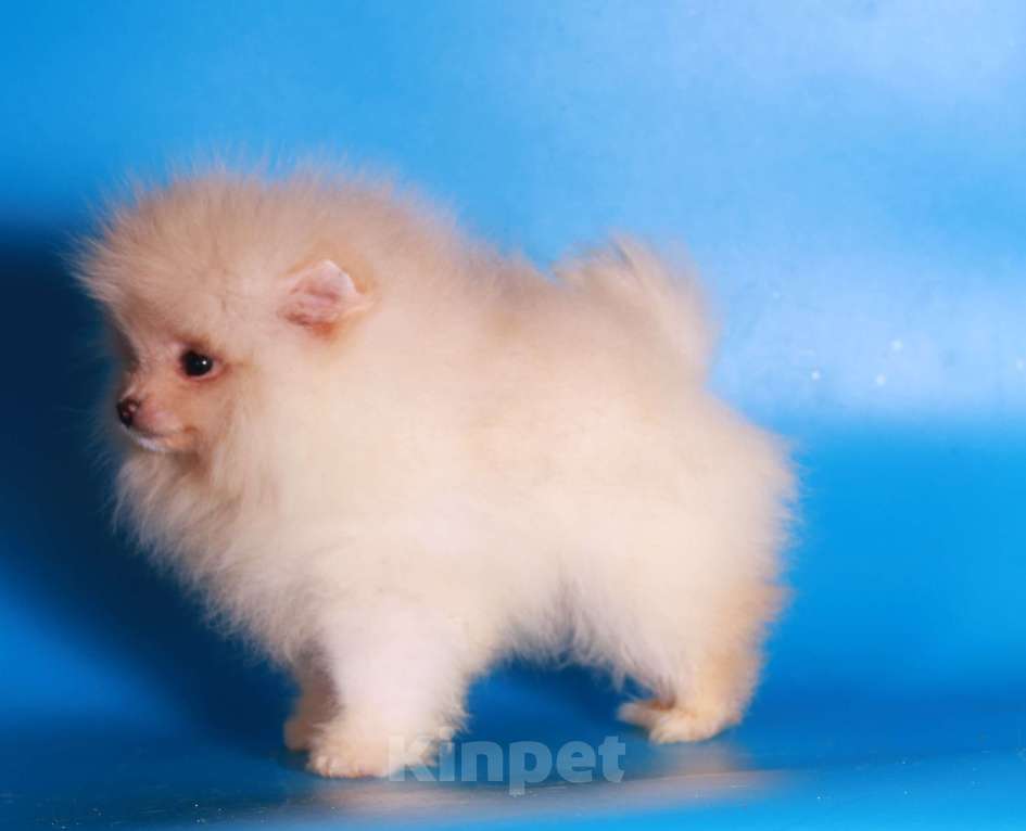Собаки в Москве: померанский шпиц мини девочка дл души Девочка, 40 000 руб. - фото 9