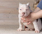 Собаки в Королеве: Американский булли Мальчик, 90 000 руб. - фото 1