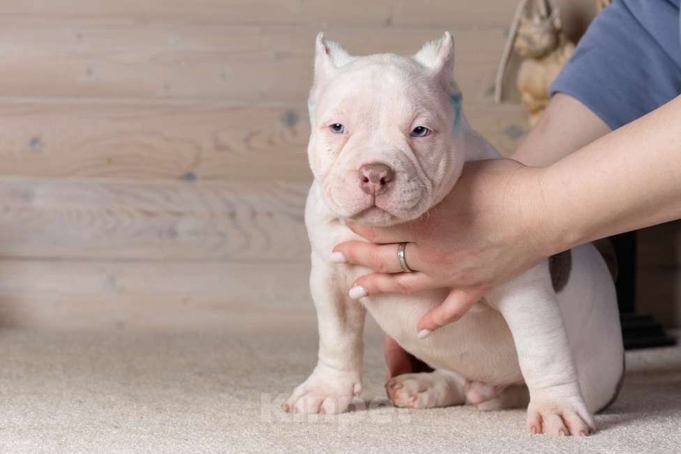 Собаки в Королеве: Американский булли Мальчик, 90 000 руб. - фото 1