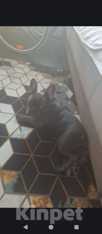 Собаки в Новокузнецке: Джесика Девочка, Бесплатно - фото 1