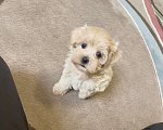 Собаки в Смоленске: Щенок мальтипу ф1 девочка  Девочка, 110 000 руб. - фото 1