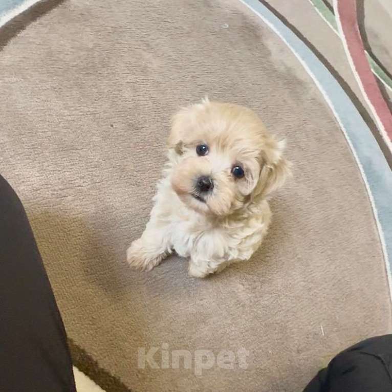 Собаки в Смоленске: Щенок мальтипу ф1 девочка  Девочка, 110 000 руб. - фото 1