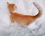 Кошки в Санкт-Петербурге: Рыжий котенок ищет любящую семью Девочка, 200 руб. - фото 5