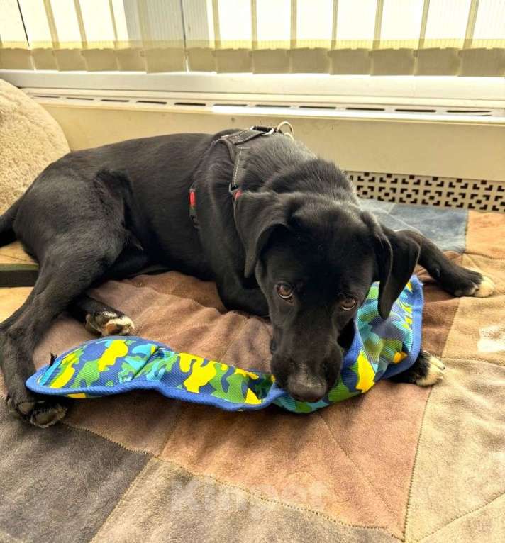 Собаки в Москве: Щенок бесплатно в Москве Мальчик, Бесплатно - фото 10