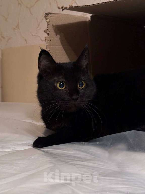 Кошки в Королеве: Кошечка-пантерка Луна Девочка, Бесплатно - фото 1