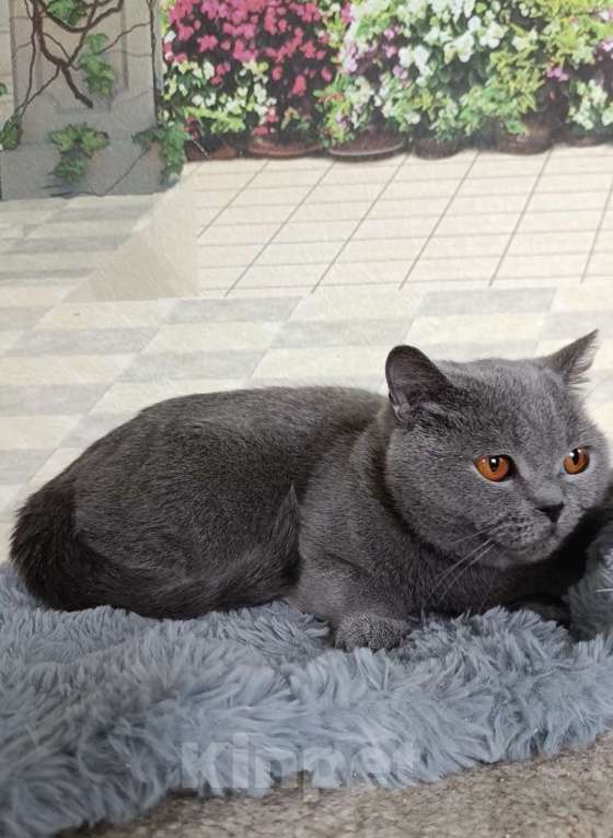 Кошки в Санкт-Петербурге: Молодая британская девочка Девочка, 10 000 руб. - фото 3