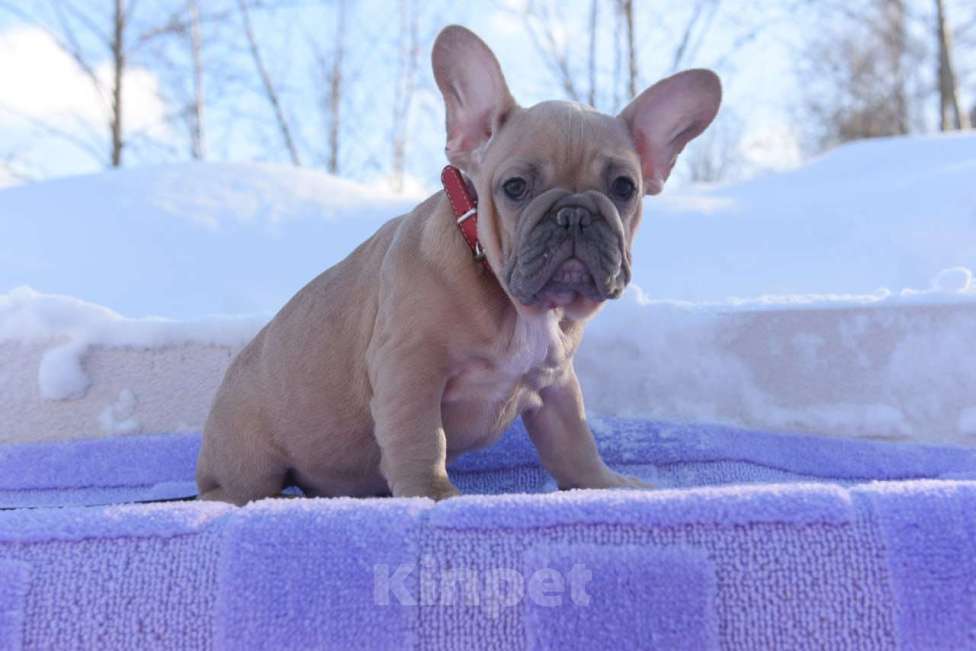 Собаки в Москве: Девочка палевоголубая Девочка, 55 000 руб. - фото 5