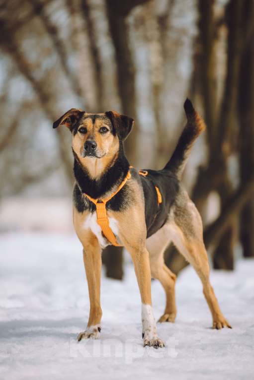 Собаки в Москве: Собака в добрые руки Девочка, Бесплатно - фото 4