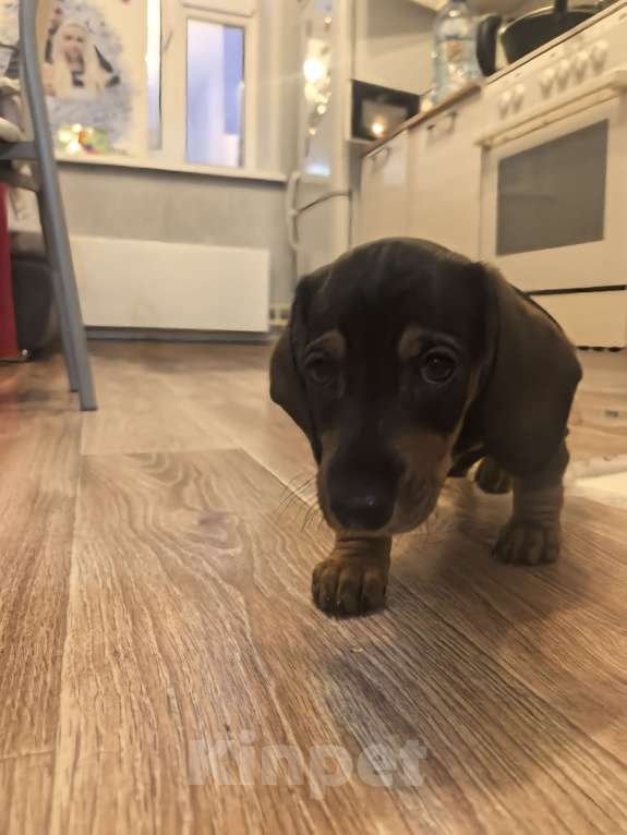 Собаки в Красноярске: Щенок таксы , девочка  Девочка, 8 500 руб. - фото 1