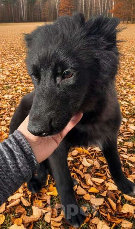 Собаки в Москве: Щенки в поиске дома! Срочно Мальчик, Бесплатно - фото 7