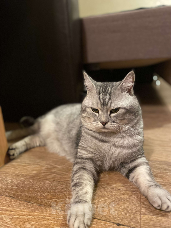 Кошки в Саратове: Отдам в добрые руки прекрасного кота  Мальчик, Бесплатно - фото 3