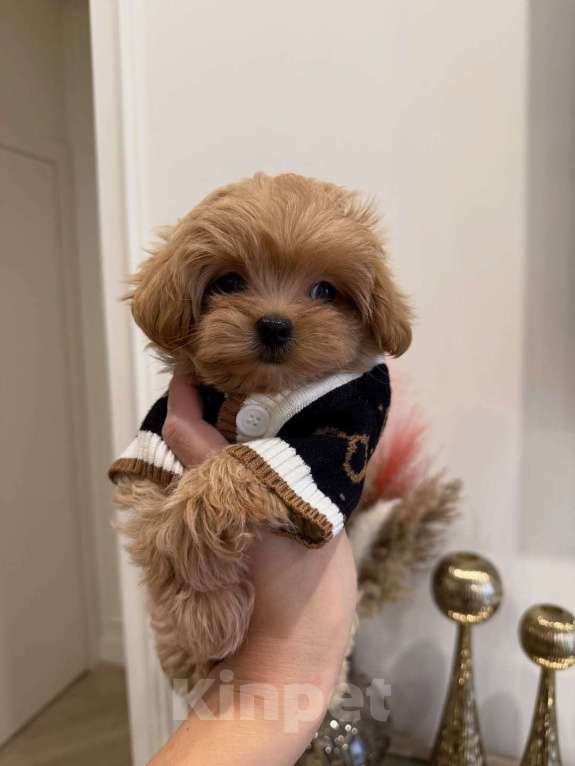 Собаки в Санкт-Петербурге: Мальтипу ,щенок Мальчик, 180 000 руб. - фото 4