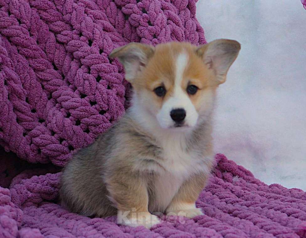 Собаки в других городах Московской области: кобель вельш корги пемброк Мальчик, 60 000 руб. - фото 2