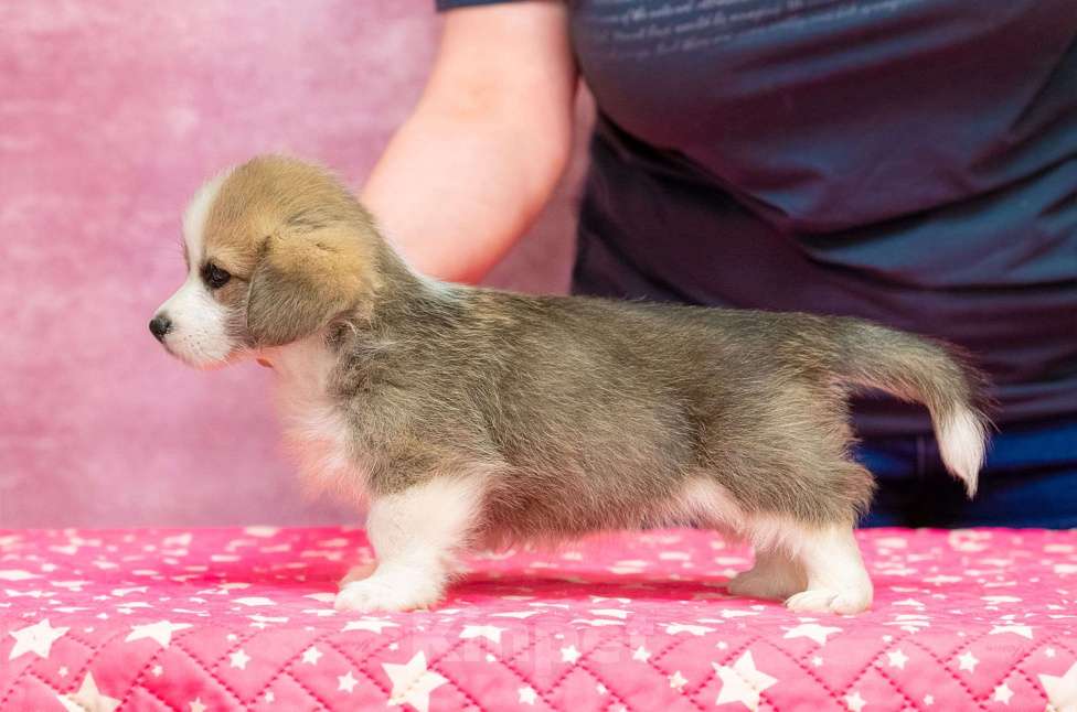 Собаки в Москве: Вельш корги пемброк Девочка, 70 000 руб. - фото 4
