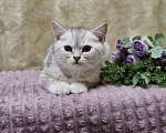 Кошки в Ростове-на-Дону: Шотландские прямоухие котята Разнополые, 4 500 руб. - фото 4
