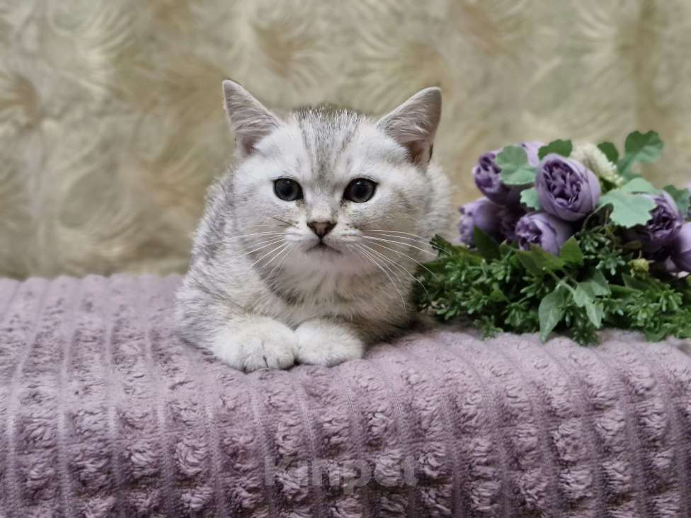 Кошки в Ростове-на-Дону: Шотландские прямоухие котята Разнополые, 4 500 руб. - фото 4