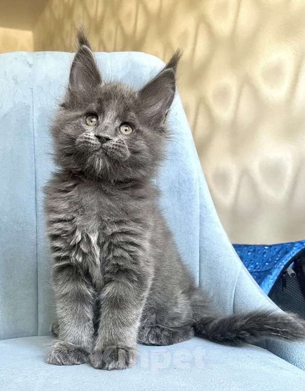 Кошки в Санкт-Петербурге: Мальчик Кумир Мальчик, 90 000 руб. - фото 6