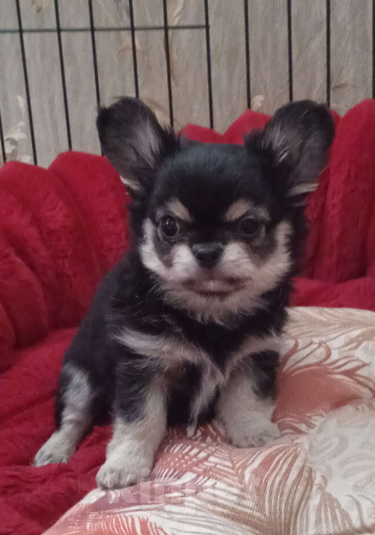 Собаки в Санкт-Петербурге: Щенок чихуахуа, длинношерстная девочка нарядного окраса Девочка, 60 000 руб. - фото 1