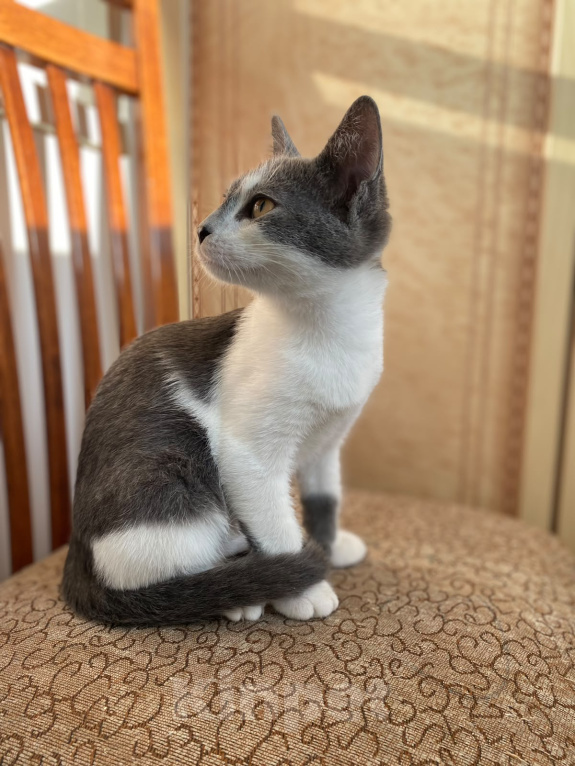 Кошки в Москве: Котенок в добрые руки Мальчик, Бесплатно - фото 1